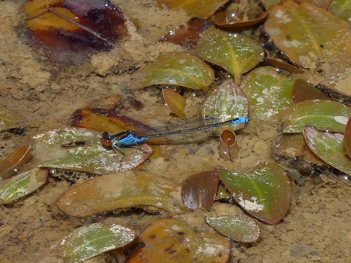 Erythromma_viridulum